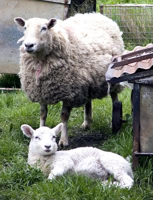 Ewe lookin' at me?