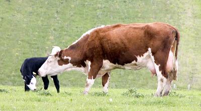 Cow and calf I