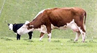 Cow and calf II