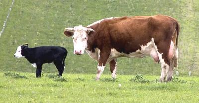 Cow and calf III