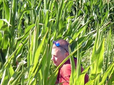 Catcher in the corn...