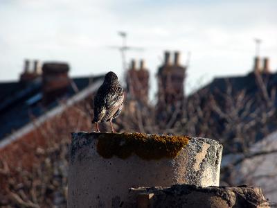 Starling