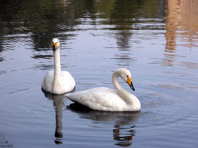 Swans 2