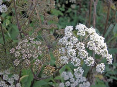 Cow parsley...