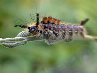 Cecil the caterpillar