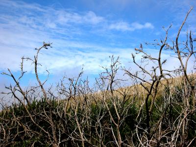 Branches