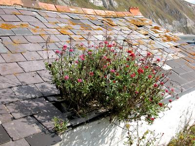 Hole in the roof