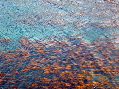 Sea grass