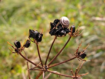 Snail