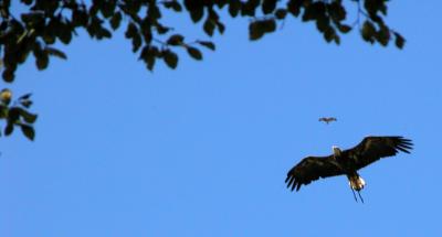 Big eagle, small buzzard