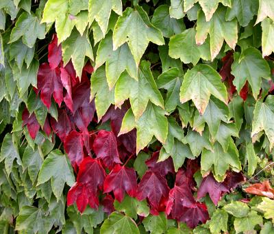 Virginia creeper I