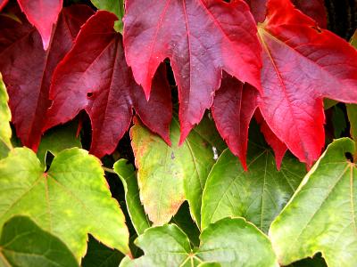 Virginia creeper II