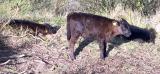 Dexter calf