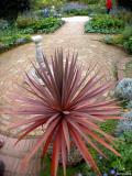 Cordyline