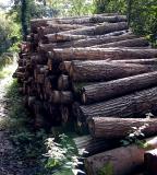 Logs I