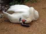Quackrobatics