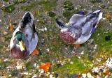 Posh and Beaks I