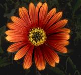 04-9 African Daisy.jpg