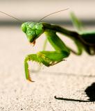 05-11 Praying Mantis 01.jpg