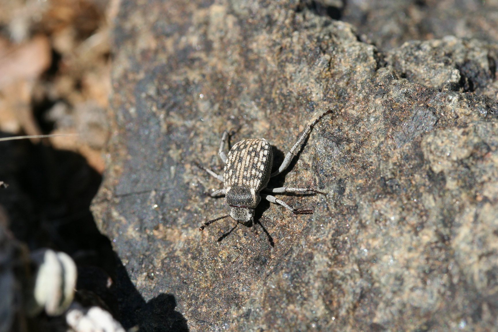 Tenebrionidae sp. N. Cape Richtersveld N. P. Domorong Pass 3.JPG