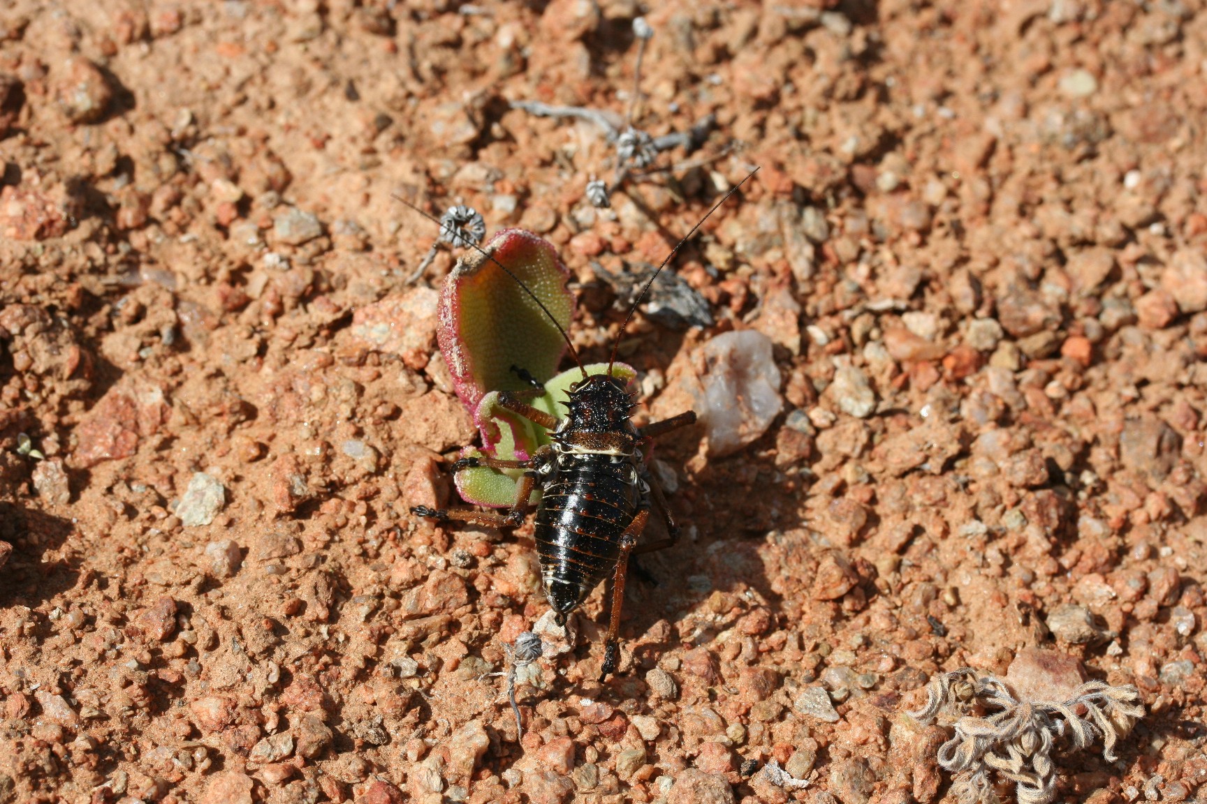 Cricket N. Cape Richtersveld N. P.  Paradyskloof 5.IX.2005 3.JPG