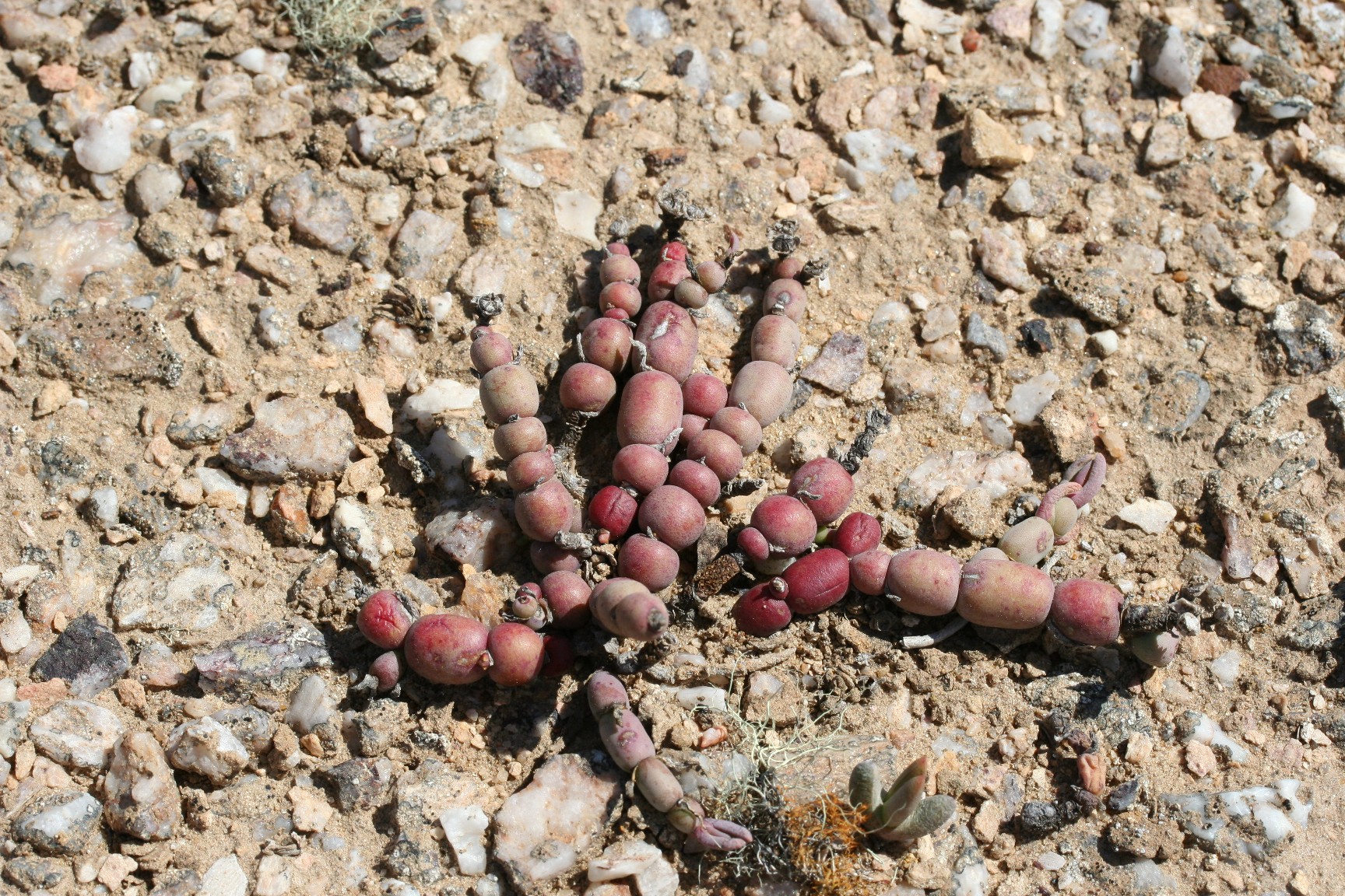 Psilocaulon dinteri, N. Cape Alexander Bay 1.IX.2005