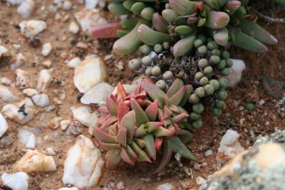 Crassula capitella ssp. thyrsiflora    W. Cape Knersvlakte 7.JPG