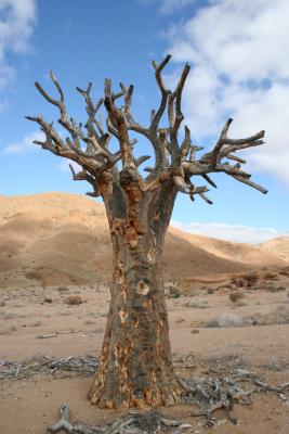 Aloe dichotoma N. Cape Richtersveld N. P. Kokerboom Kloof 4.JPG