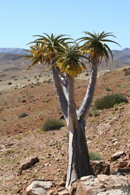 Aloe pillansii N. Cape Richtersveld Cornellskop 28.418 S 16.JPG