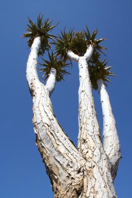 Aloe pillansii N. Cape Richtersveld N. P. 28.17.61 S 17.01.8.JPG