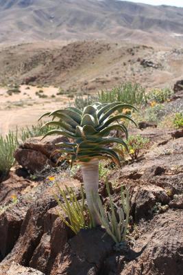 Aloe pillansii young N. Cape Richtersveld Cornellskop 28.418.JPG