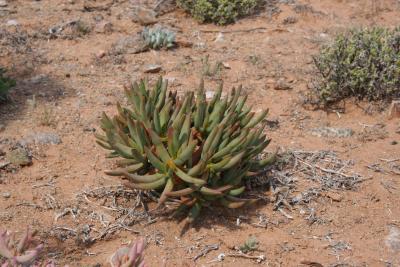 Aloe ramosissima N. Cape Richtersveld N. P.  Paradyskloof 5.JPG