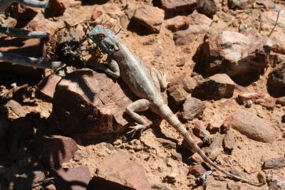 Agama sp. N. Cape Richtersveld 28.37.329 S 016.91.694 242 mt.JPG