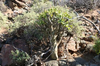 Tylecodon paniculatus N. Cape Richtersveld 2.IX.2005 44.JPG