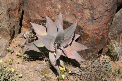 Aloe striata ssp. karasbergensis N. Cape Richtersveld 28.37.JPG