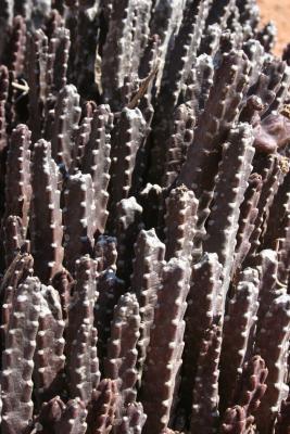 Stapelia sp. N. Cape Richtersveld N. P. Domorong Pass 3.IX.2.JPG