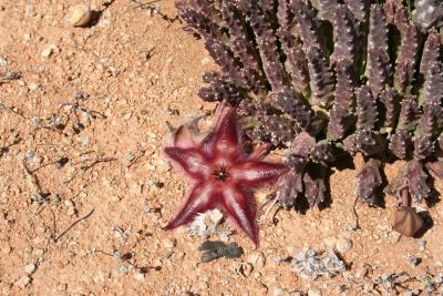 Stapelia sp. N. Cape Richtersveld N. P. Domorong Pass 3. 2.JPG