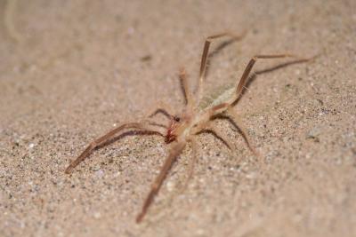 Solifugid N. Cape Richtersveld 2.IX.2005 161.JPG