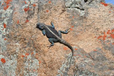 Agama sp. N. Cape Skilpad Nature Reserve Kamieskroon 6.IX.JPG