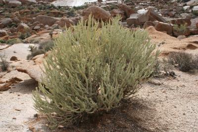 Ceraria namaquensis N. Cape Richtersveld N. P. Rivers of Sand Tatasberg 4. 1.JPG
