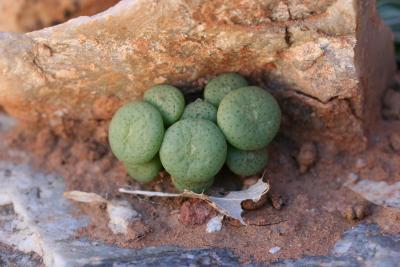 Conophytum sp. N. Cape Richtersveld Modderfontein  S 28.77.7.JPG