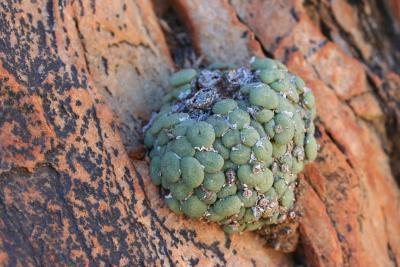 Conophytum sp. N. Cape Richtersveld Modderfontein  S 28. 1.JPG