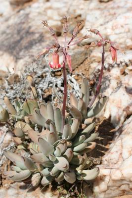 Cotyledon orb iculata N. Cape Richtersveld 2.IX.2005 71.JPG