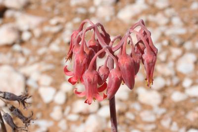 Cotyledon orbiculata N. Cape Richtersveld N. P. Maerpoort 3.IX.2005.JPG