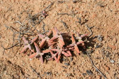 Crassula grisea N. Cape Richtersveld N. P.  Paradyskloof 5.I.JPG