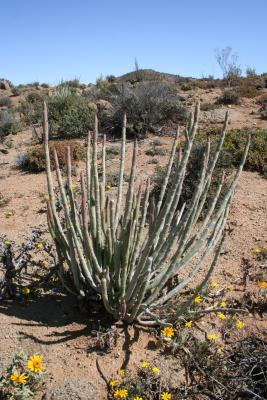 Euphorbia dregeana N. Cape Richtersveld N. P. Domorong Pass .JPG