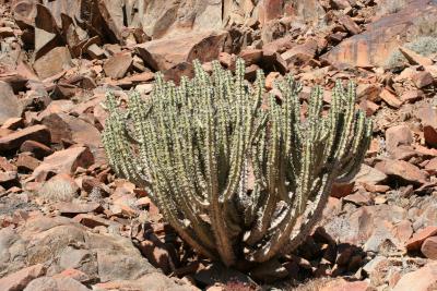 Euphorbia virosa N. Cape Richtersveld 2.IX.2005 121.JPG