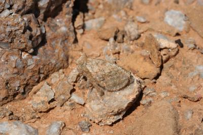 Grasshopper N. Cape Richtersveld Cornellskop 28.418 S 16.883.JPG