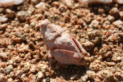 Grasshopper N. Cape Richtersveld N. P. Maerpoort 3.IX.2005 7.JPG