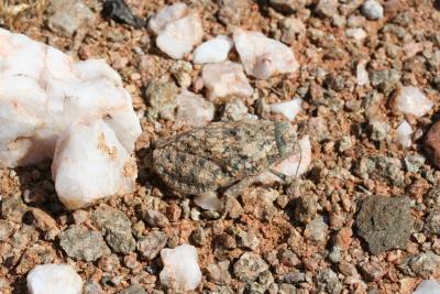 Grasshopper N. Cape Richtersveld N. P. Springbokvlatke 4.IX.JPG